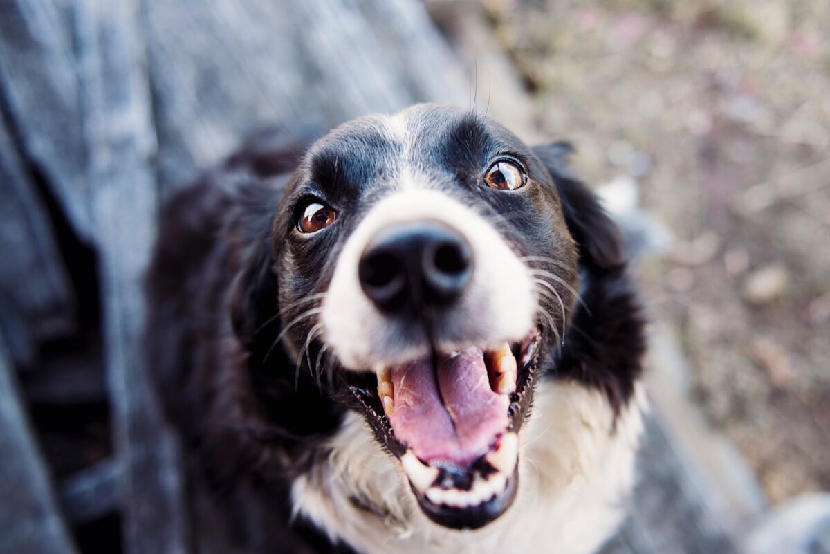 Cão