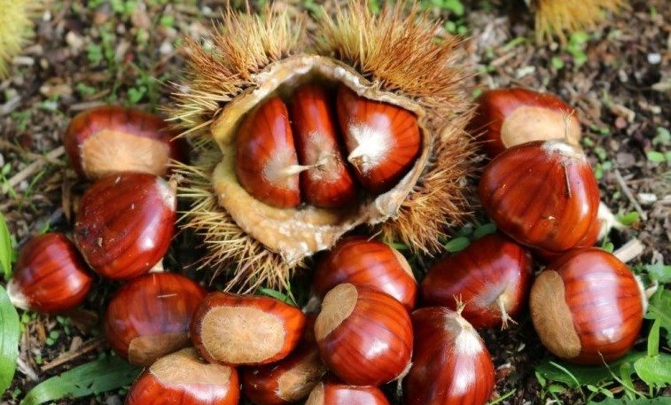 Castanea sativa martainha