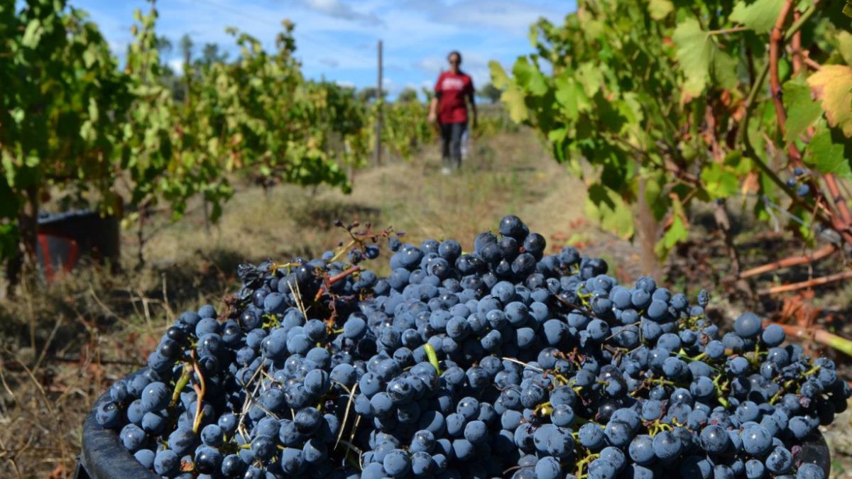 Vindimas vinho Dão