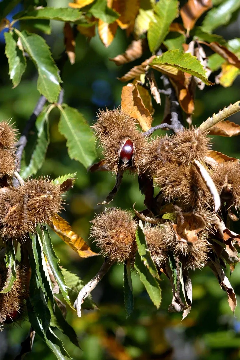 Castanha Lusa