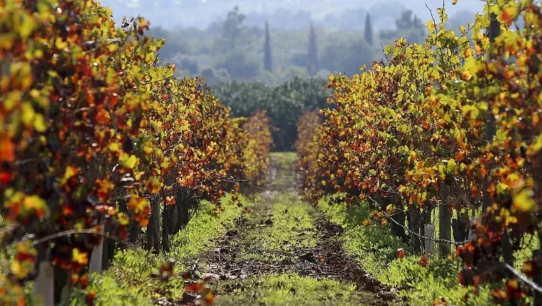 Produção De Vinho