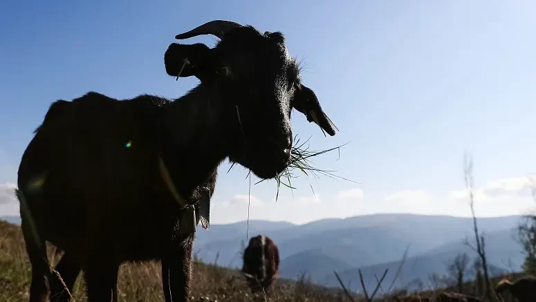 Cabras Sapadoras